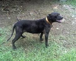 Photo of the dog