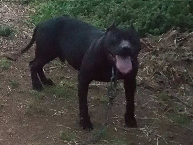 Photo of the dog