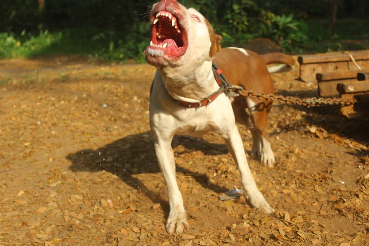 Photo of the dog