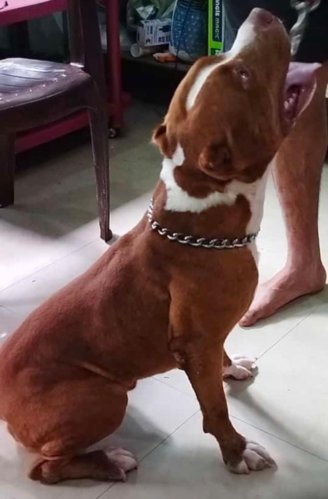 Photo of the dog