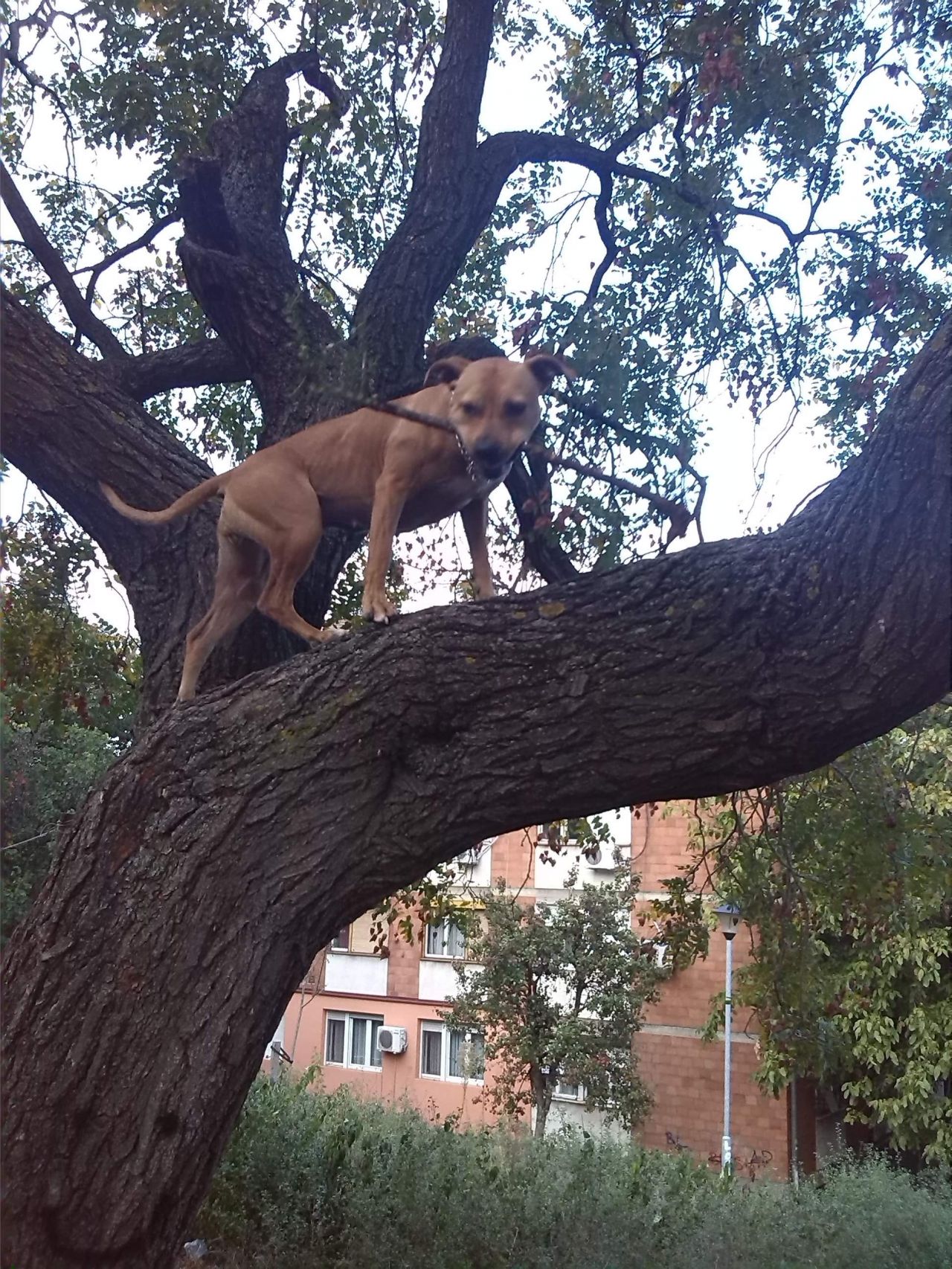 Photo of the dog