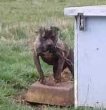 Photo of the dog