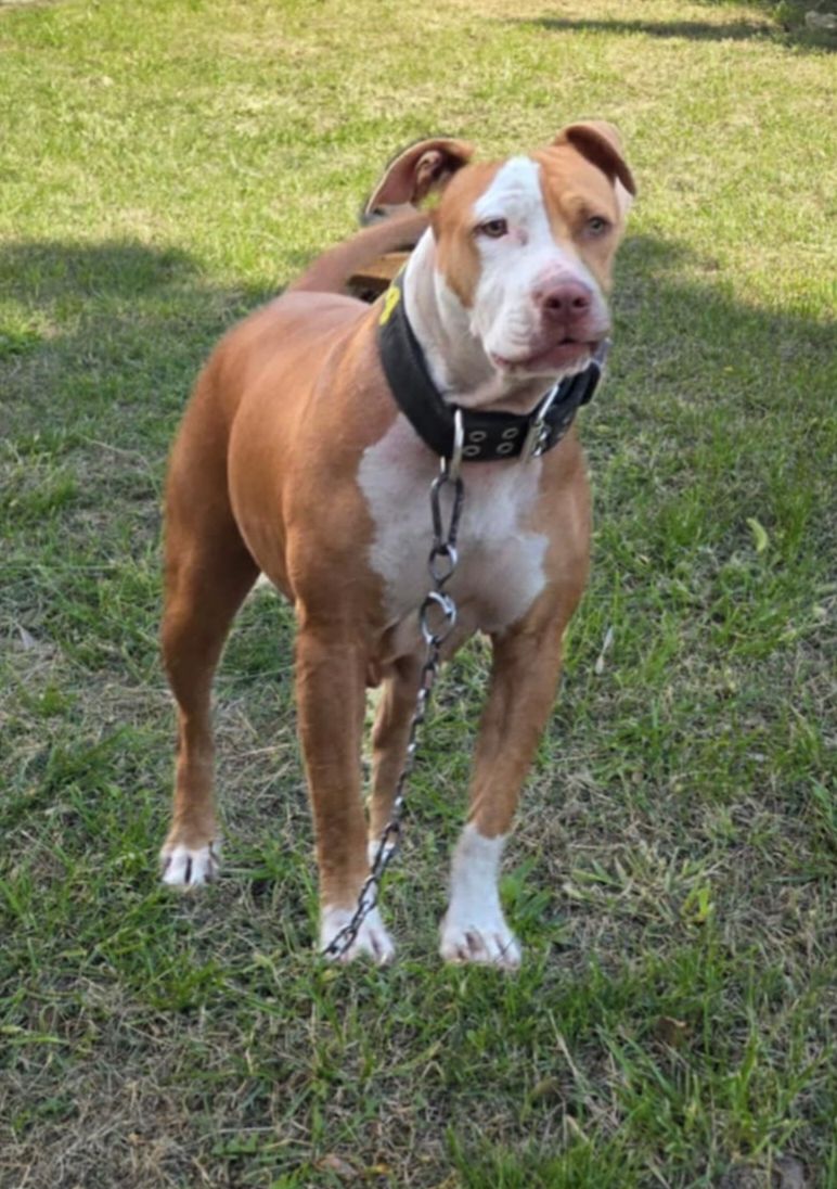 Photo of the dog