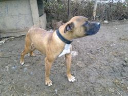 Photo of the dog