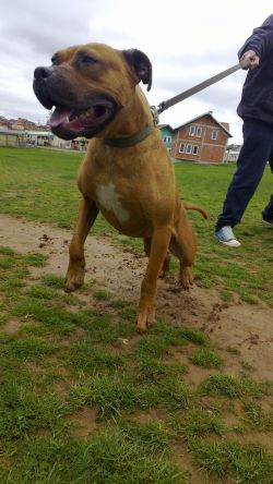 Photo of the dog