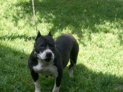 Photo of the dog