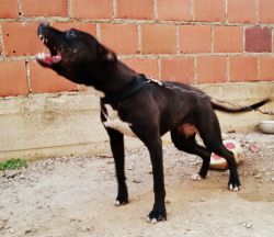 Photo of the dog