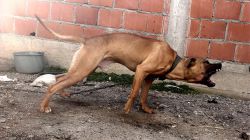 Photo of the dog