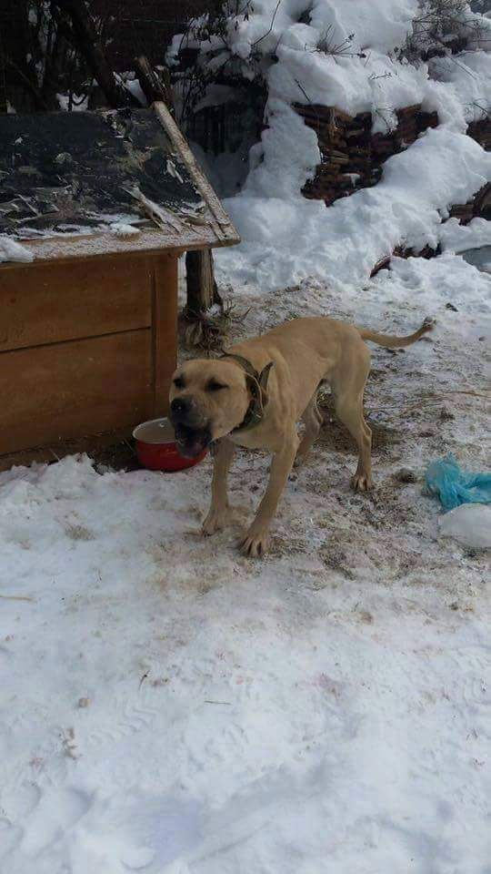 Photo of the dog
