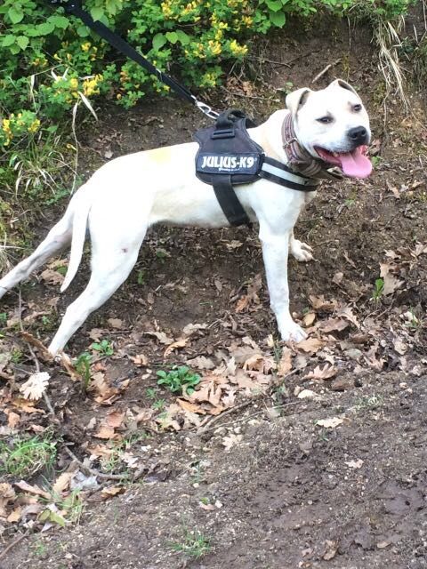 Photo of the dog