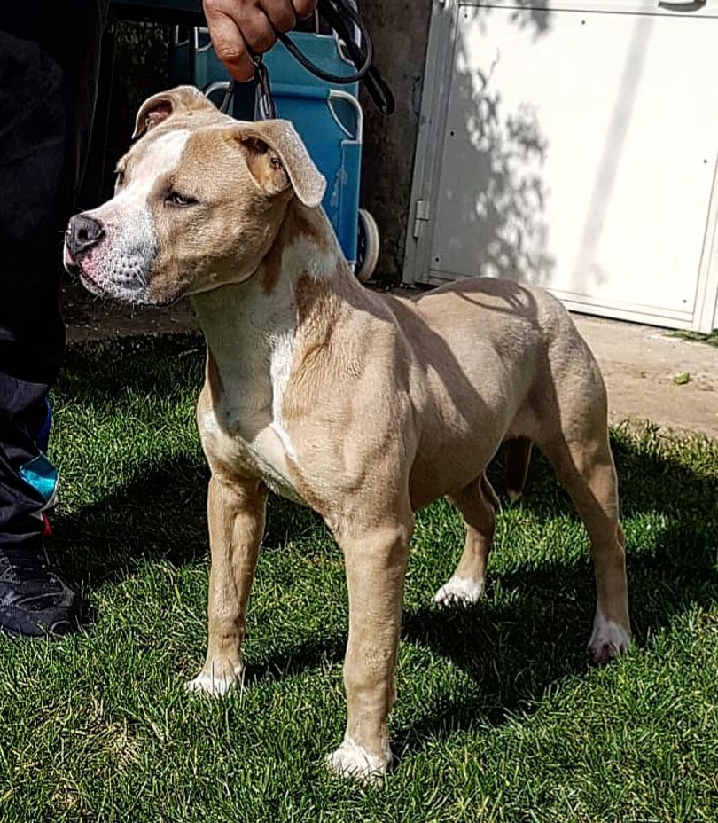 Photo of the dog