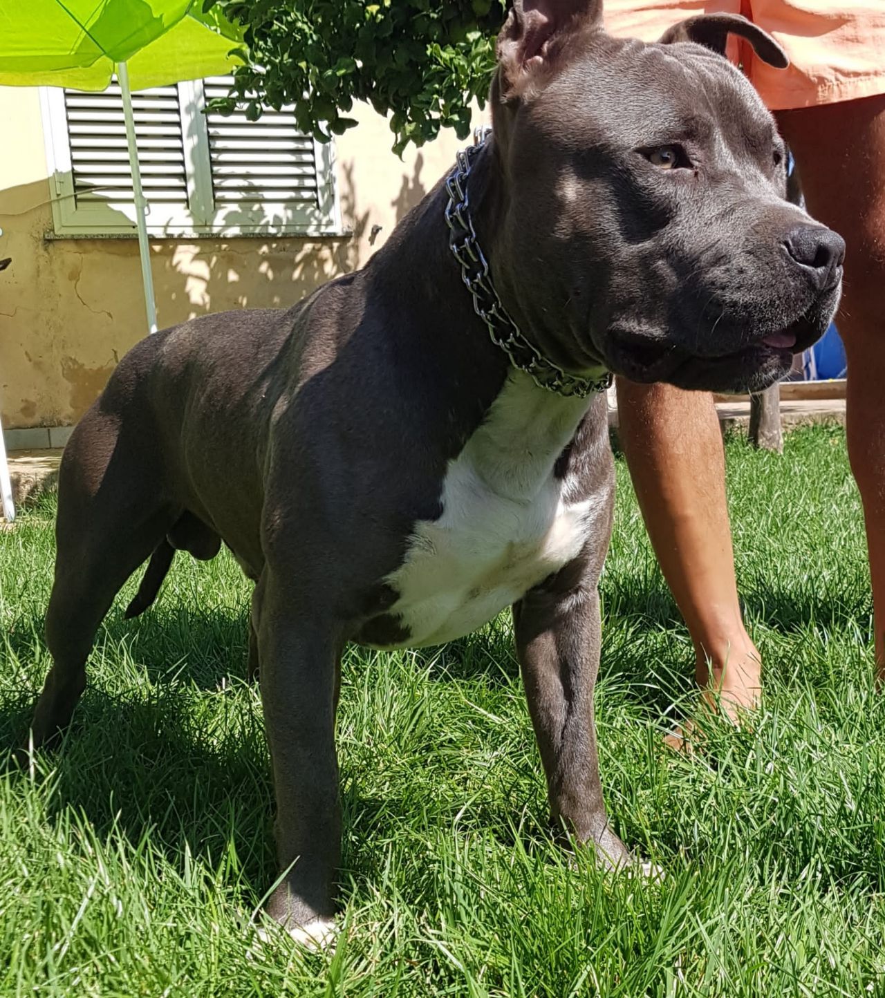 Photo of the dog