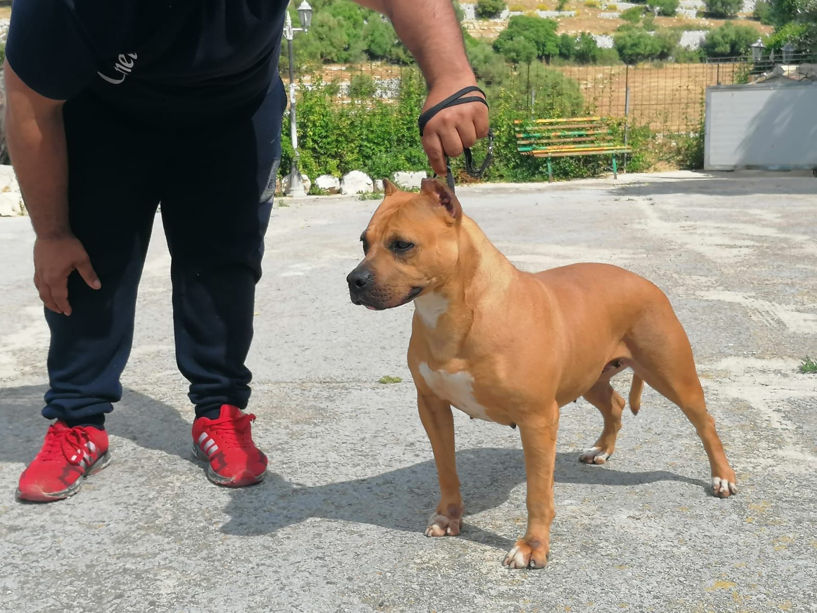 Photo of the dog