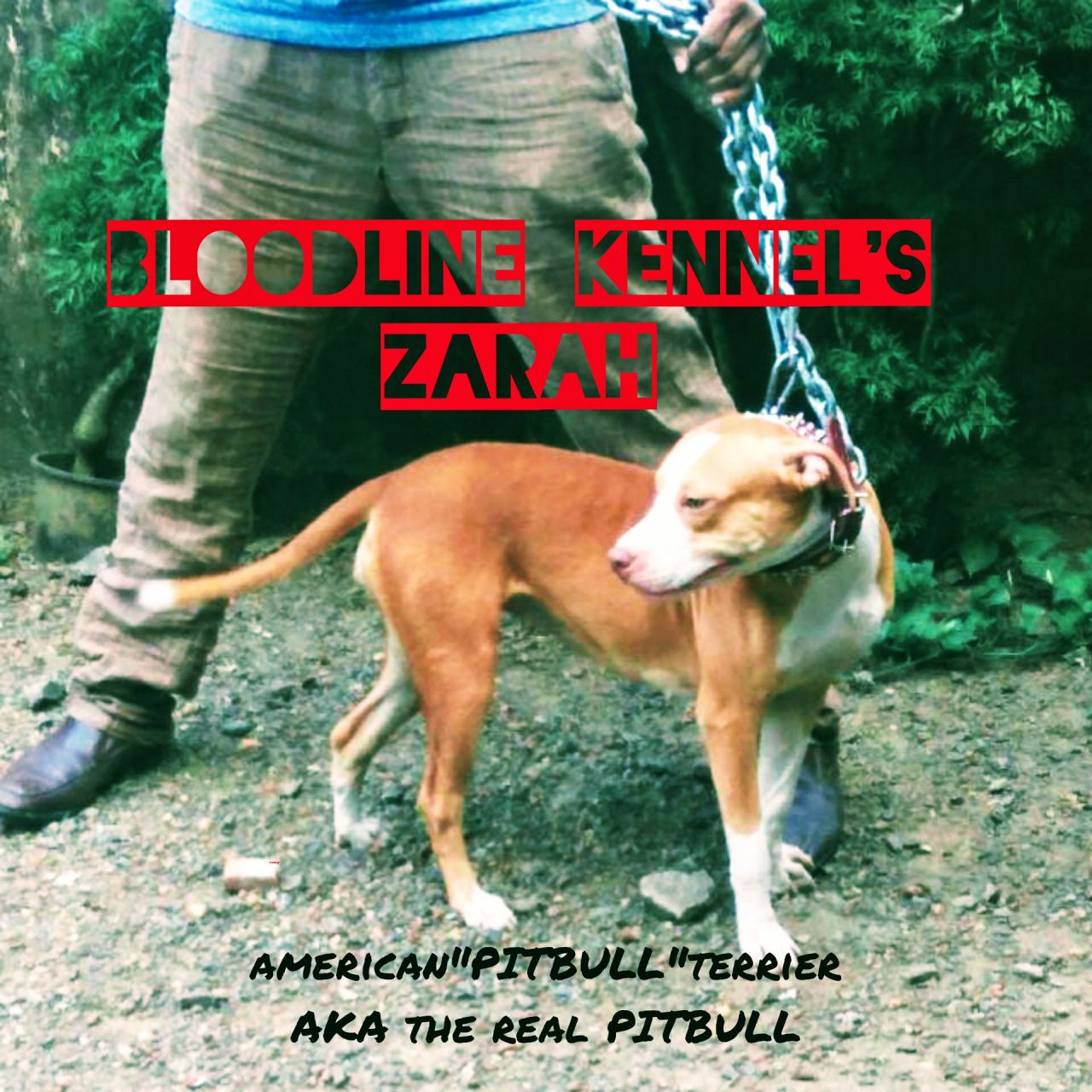 Photo of the dog