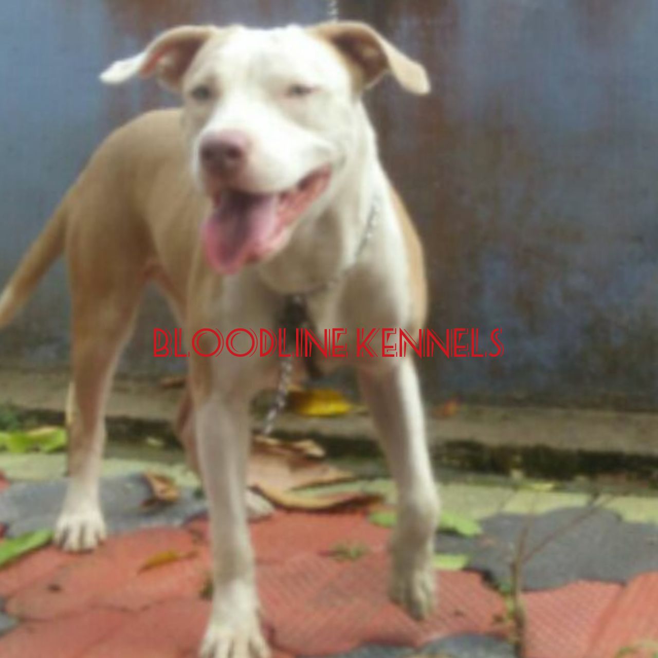 Photo of the dog