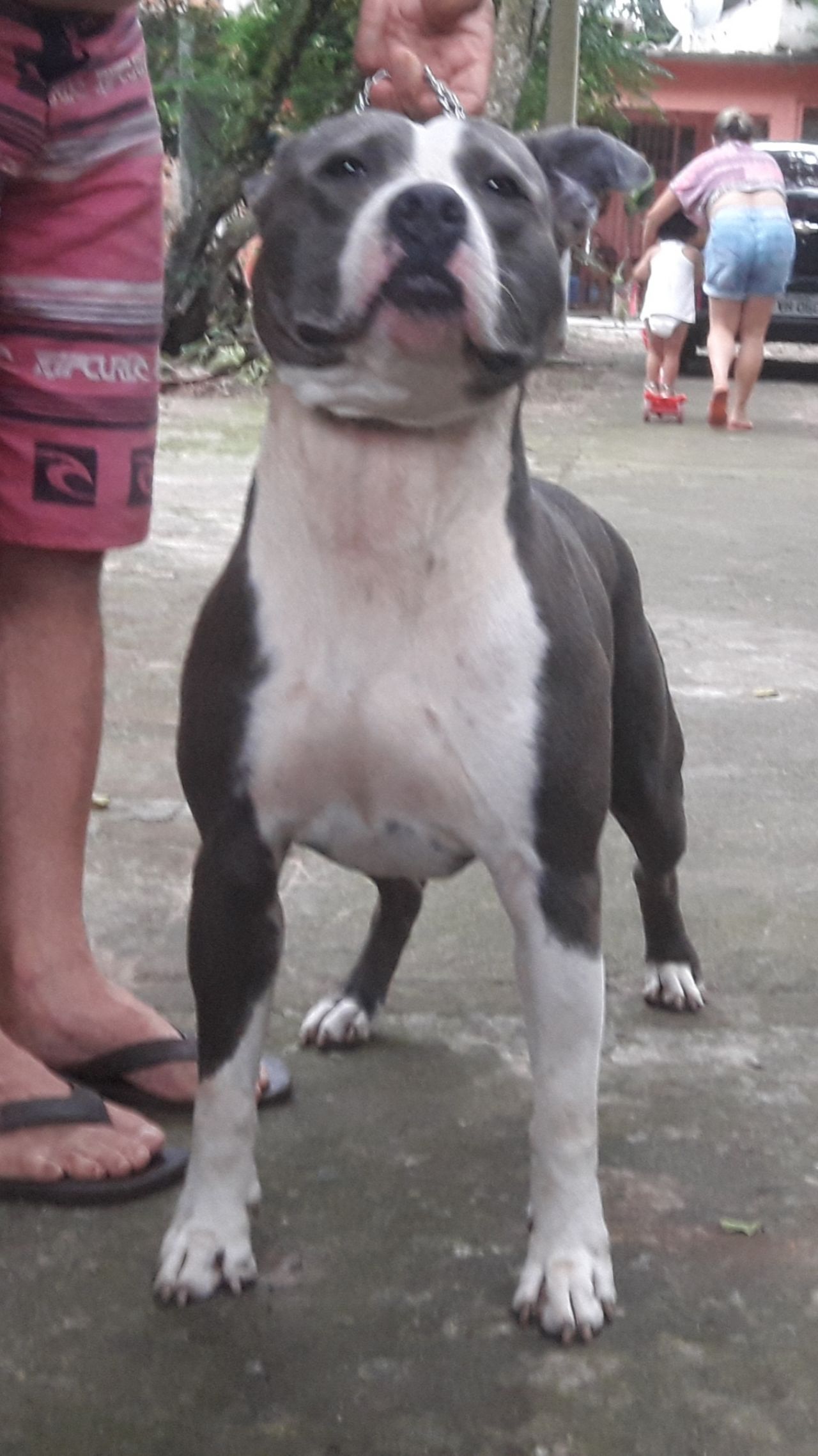 Photo of the dog