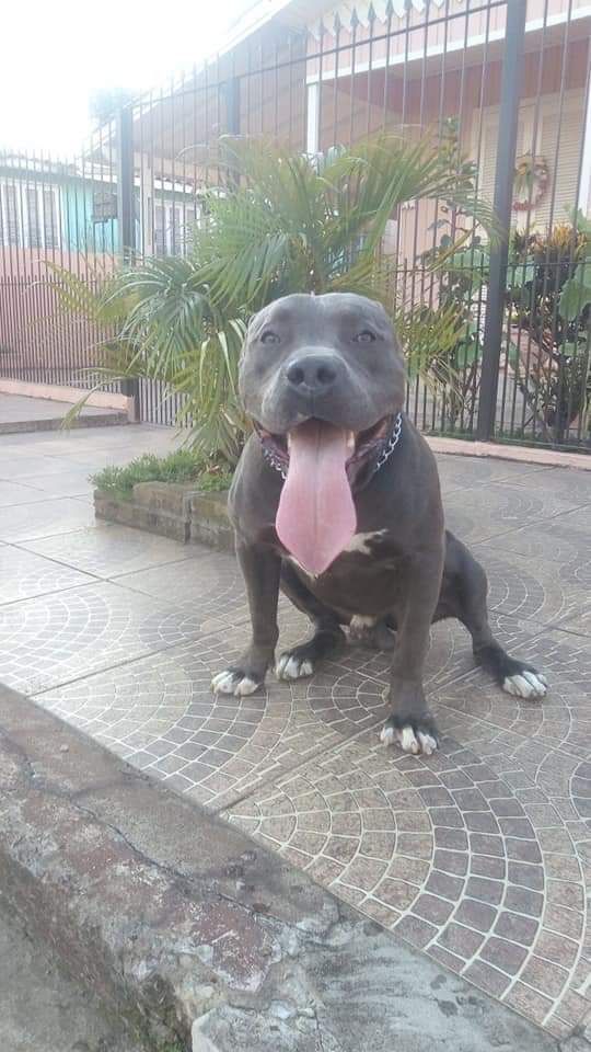 Photo of the dog
