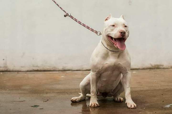 Photo of the dog