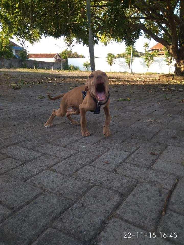 Photo of the dog