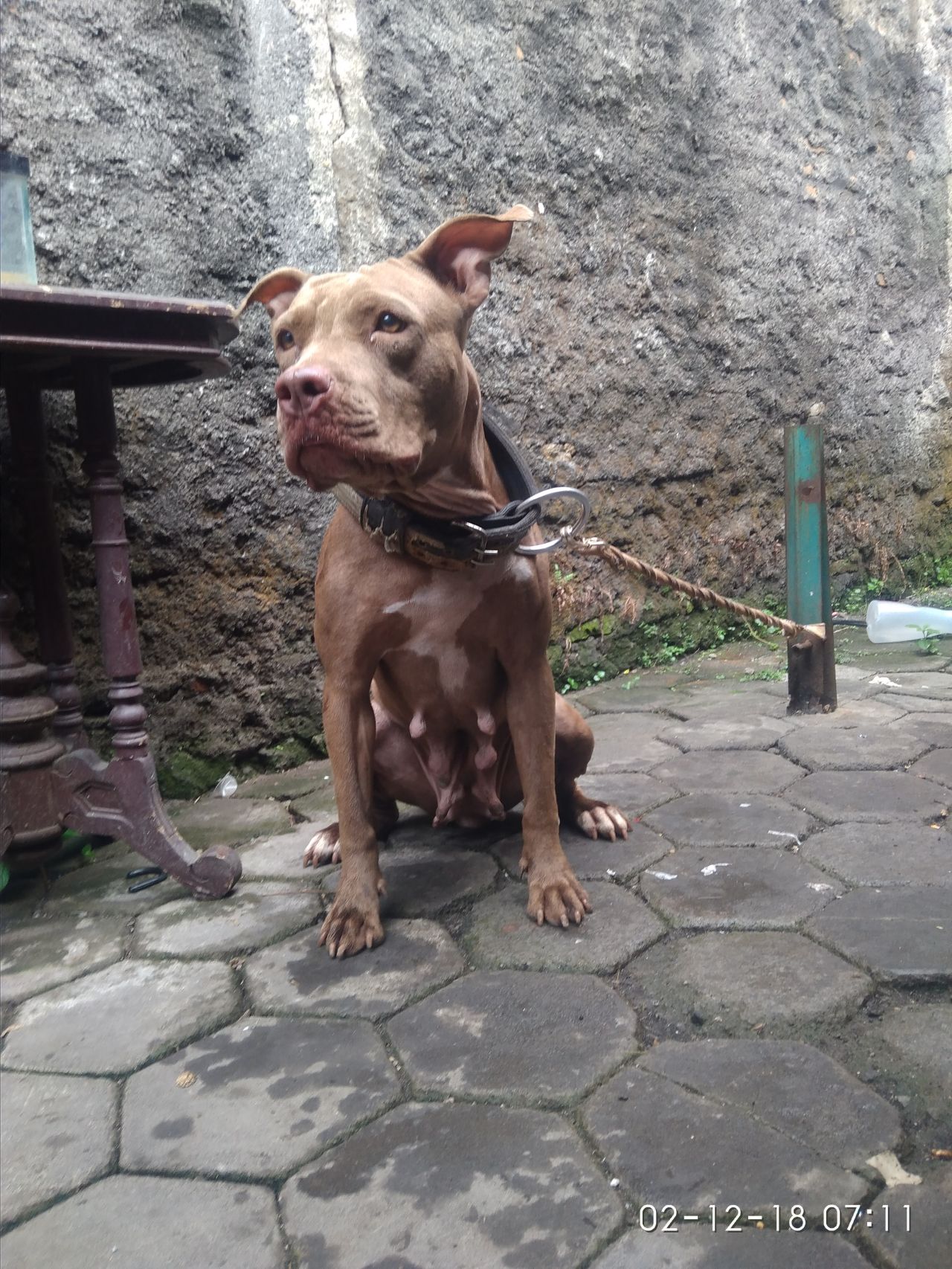 Photo of the dog