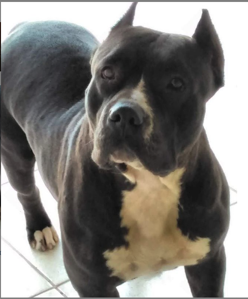Photo of the dog