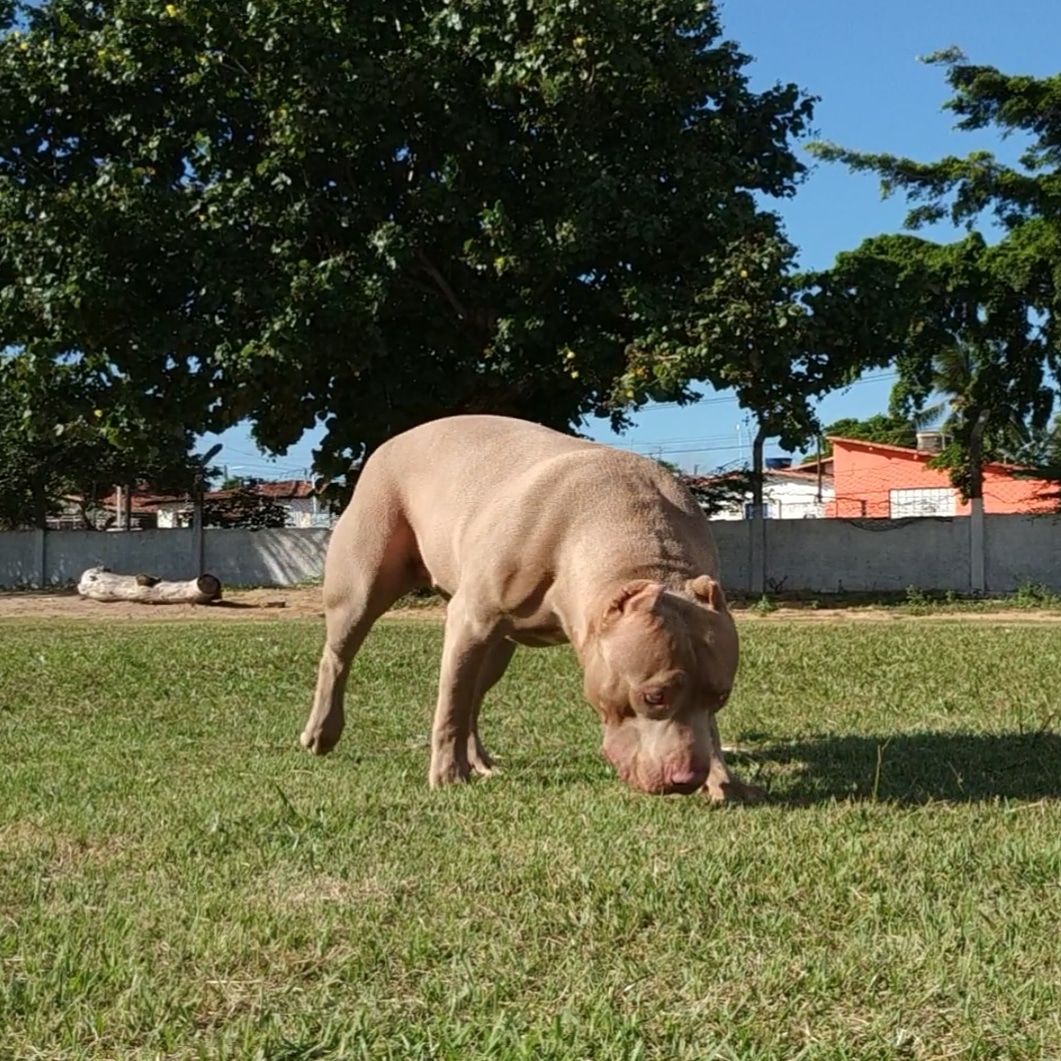 Photo of the dog