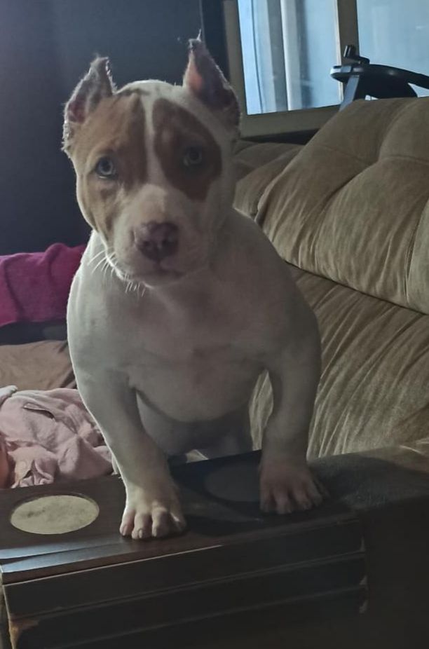 Photo of the dog
