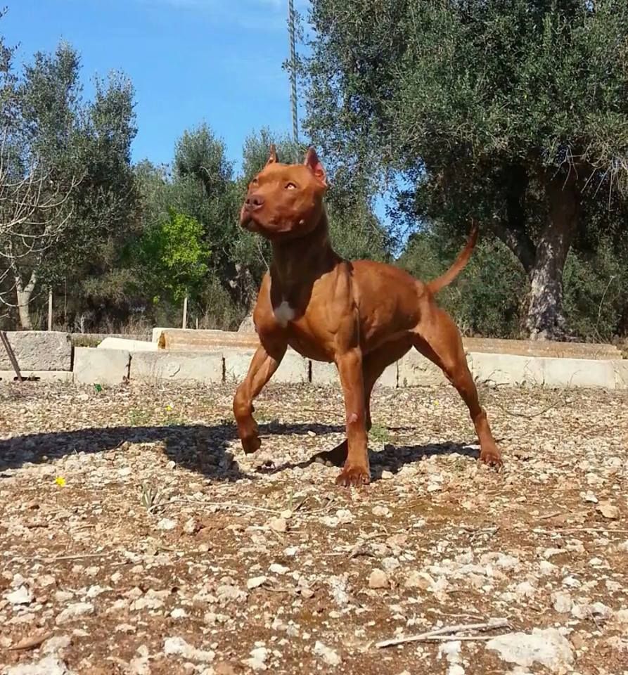 Photo of the dog
