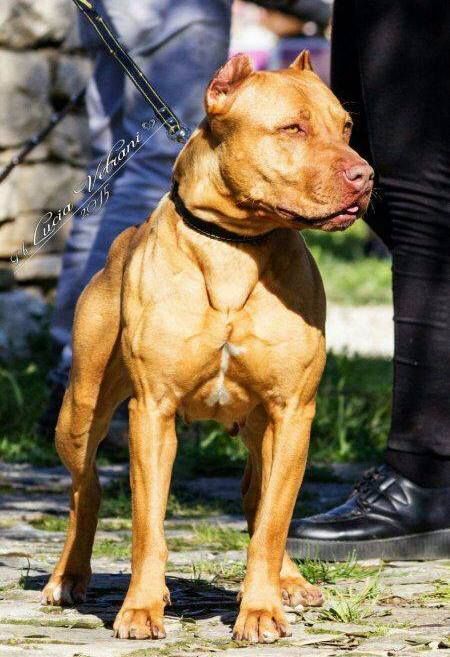 Photo of the dog