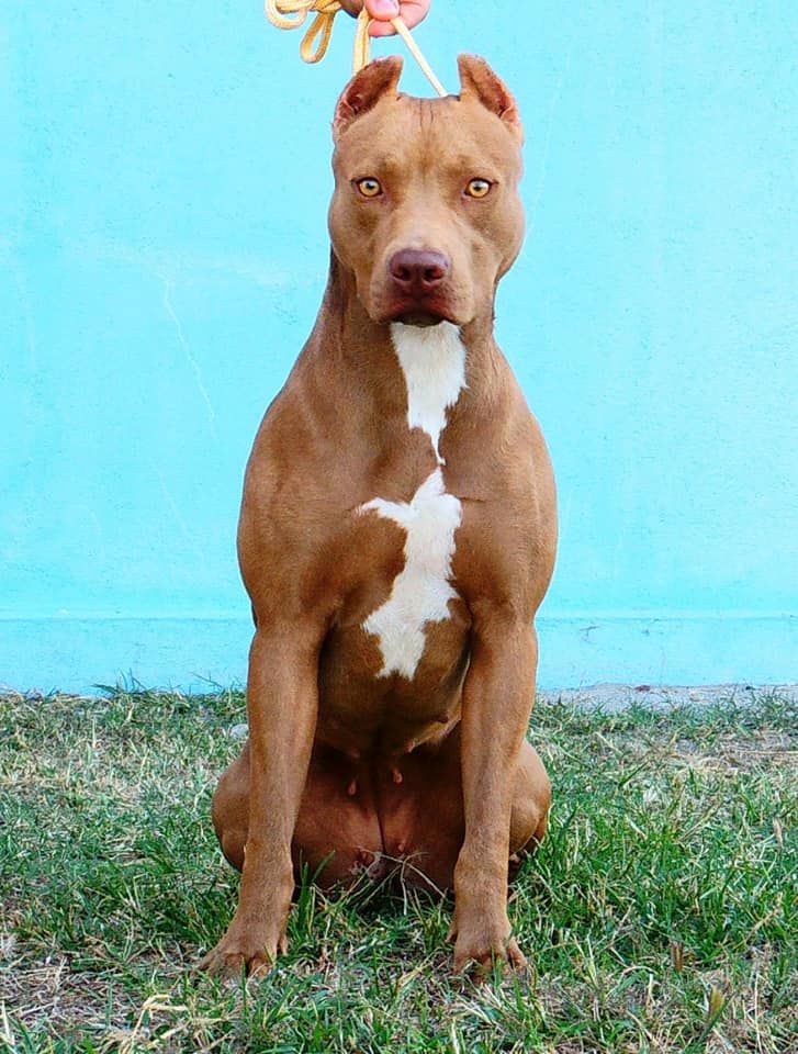Photo of the dog