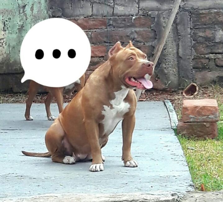 Photo of the dog