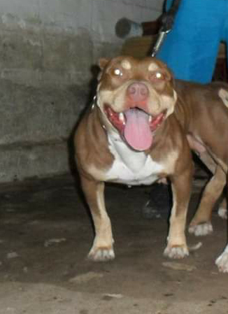 Photo of the dog