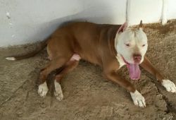Photo of the dog