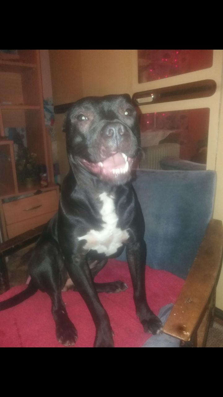 Photo of the dog