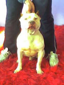Photo of the dog