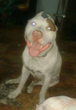 Photo of the dog
