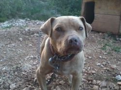 Photo of the dog