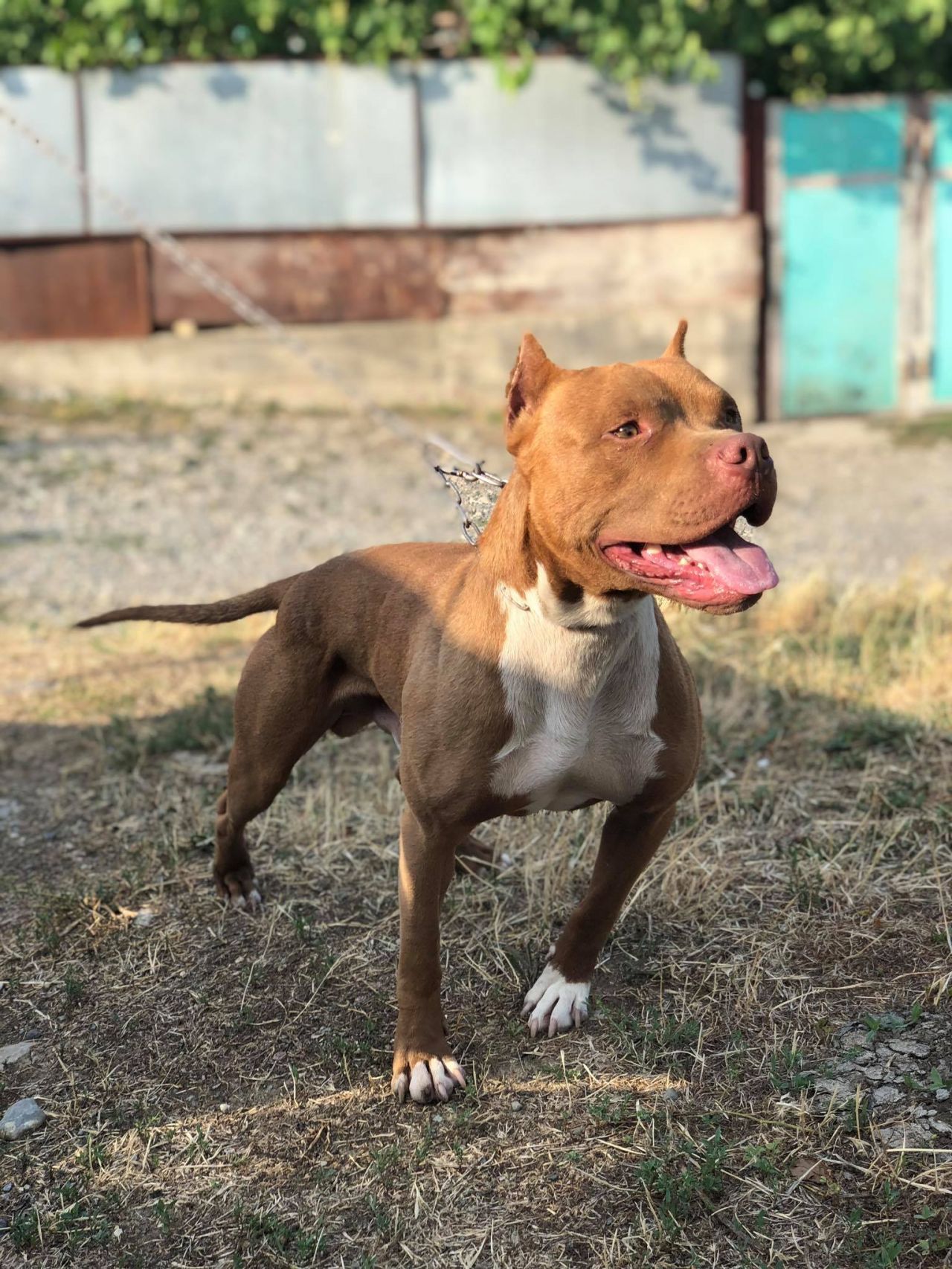 Photo of the dog
