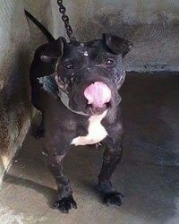 Photo of the dog