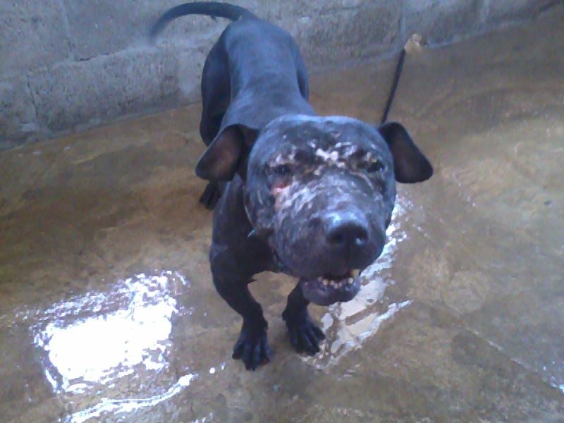Photo of the dog