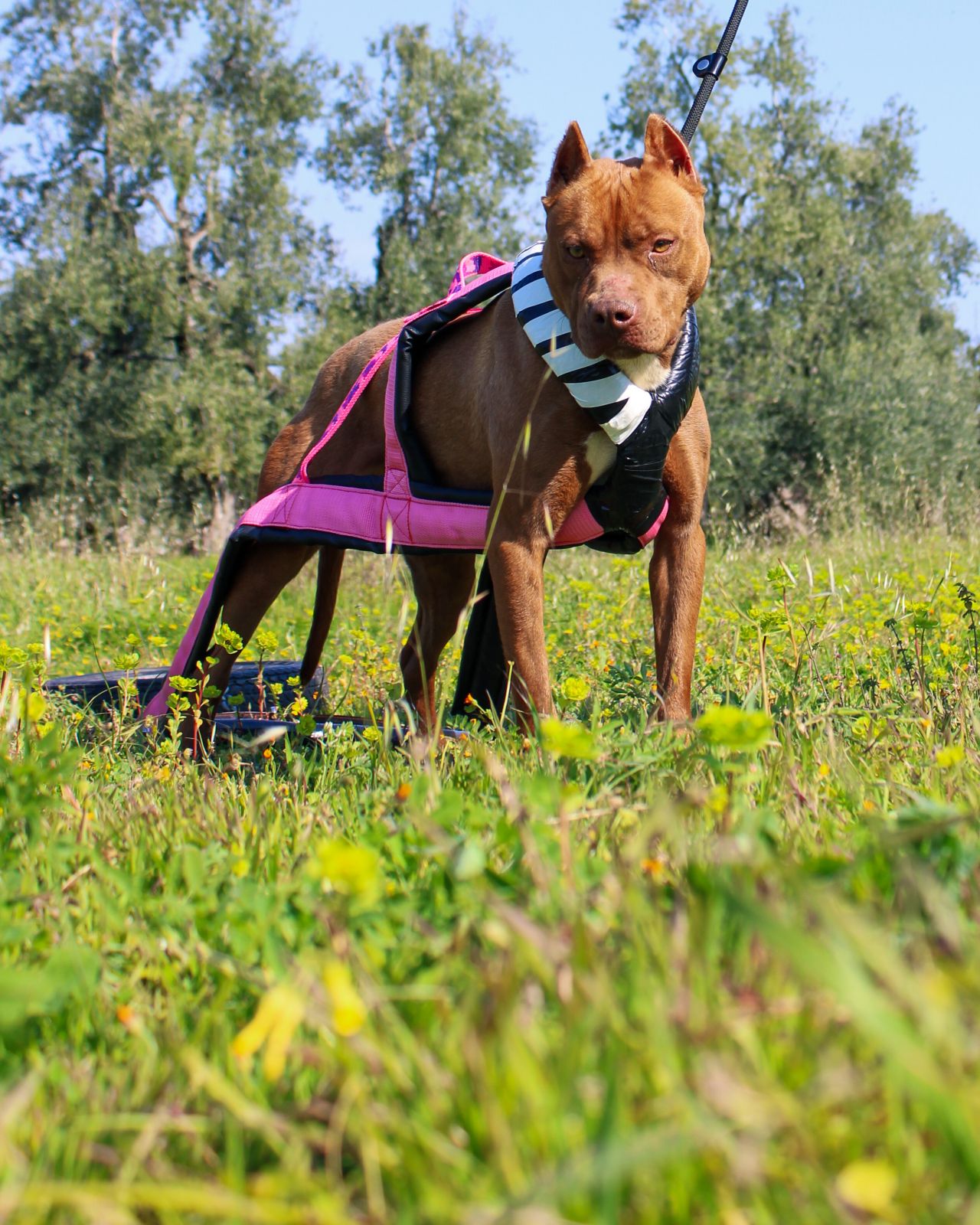 Photo of the dog