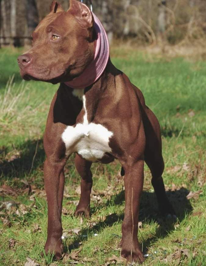 Photo of the dog