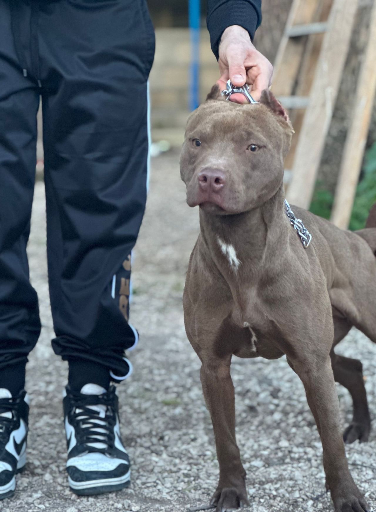 Photo of the dog