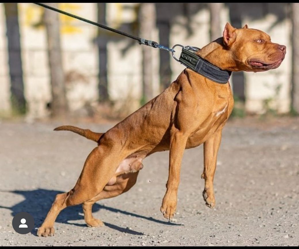 Photo of the dog