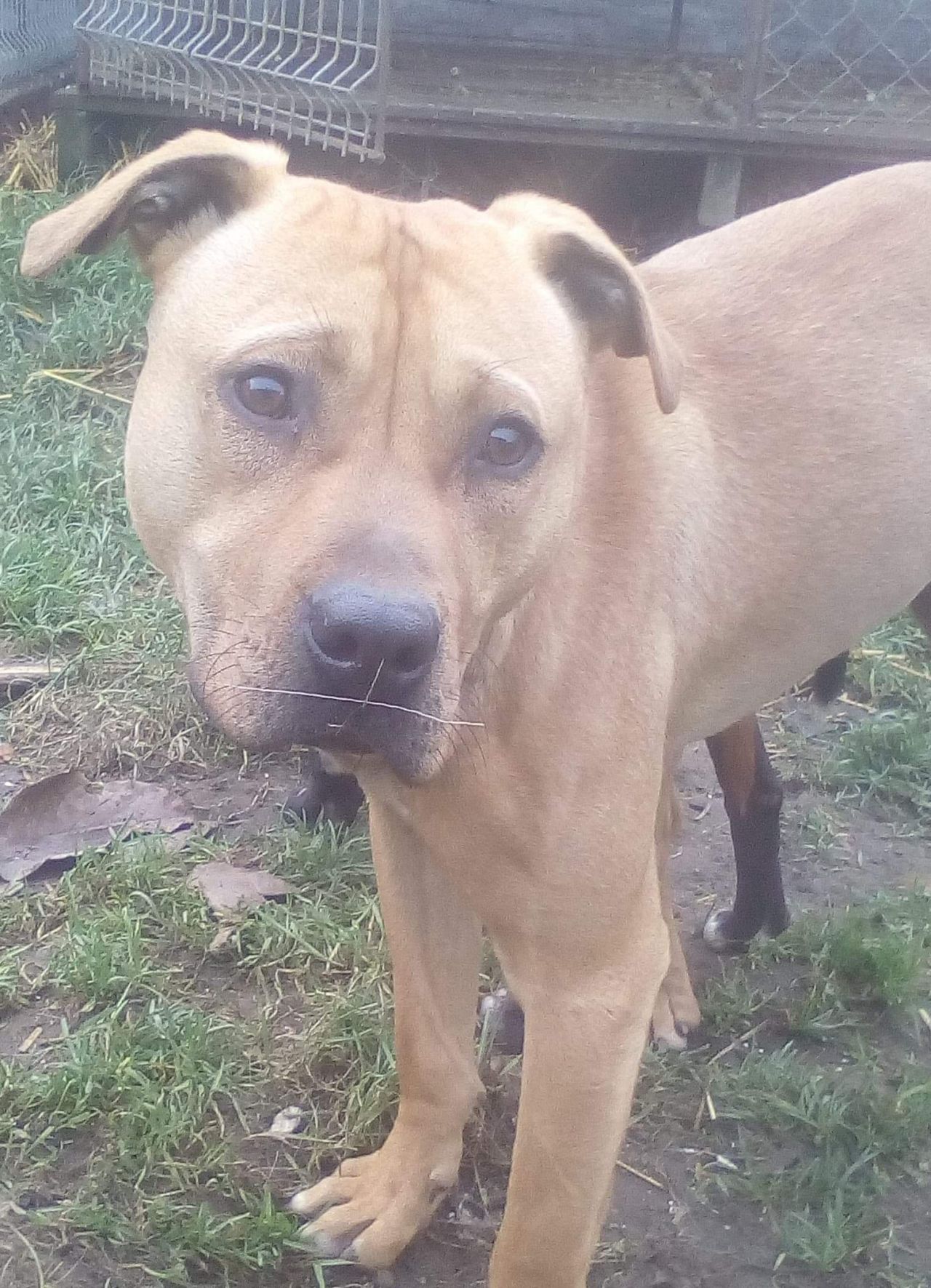 Photo of the dog