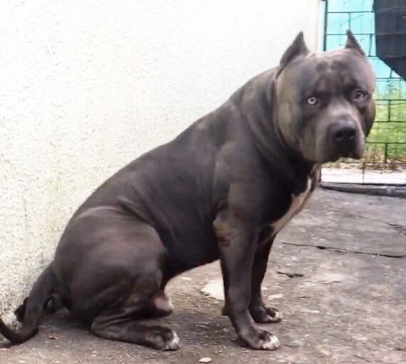 Photo of the dog