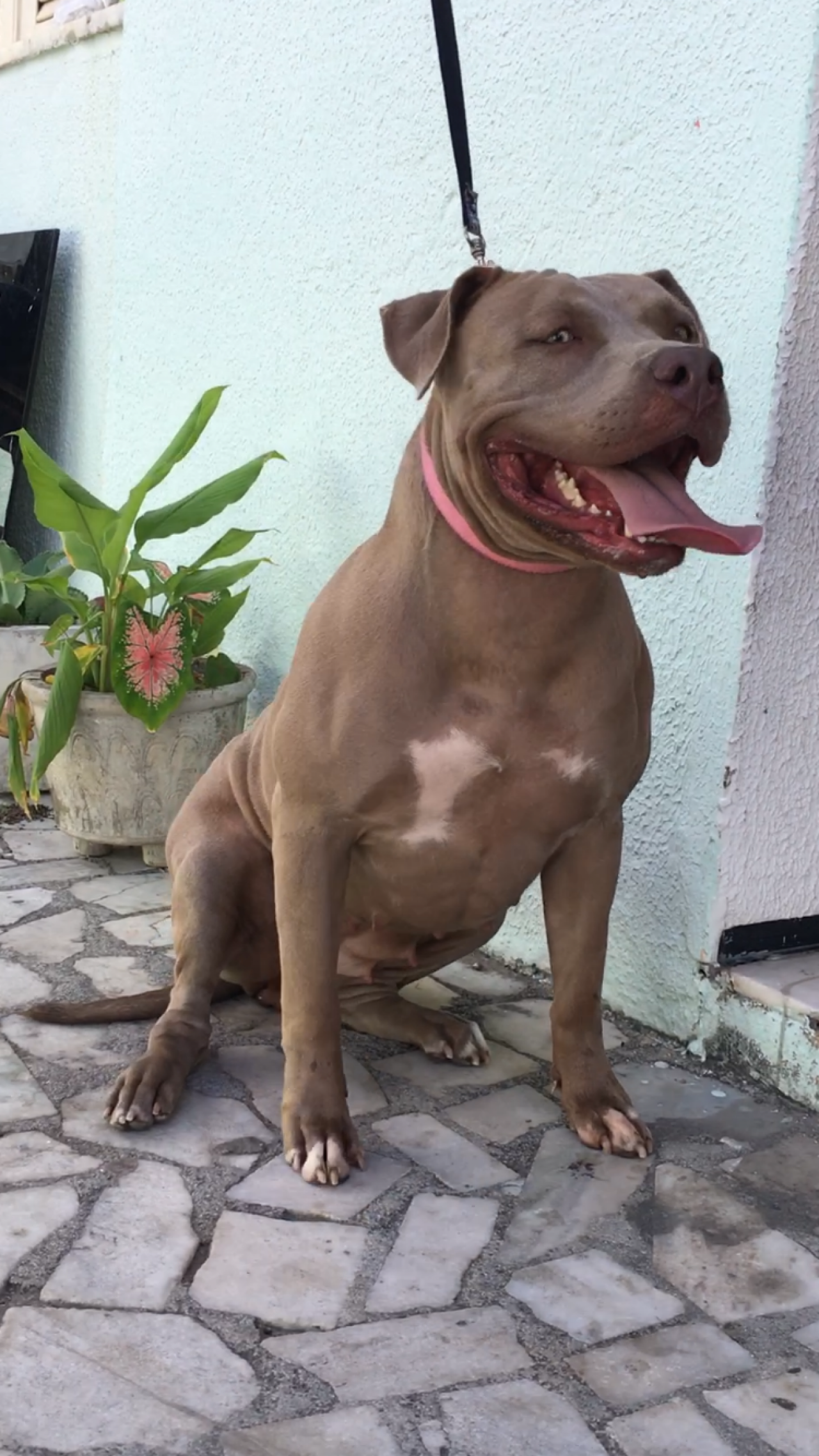 Photo of the dog
