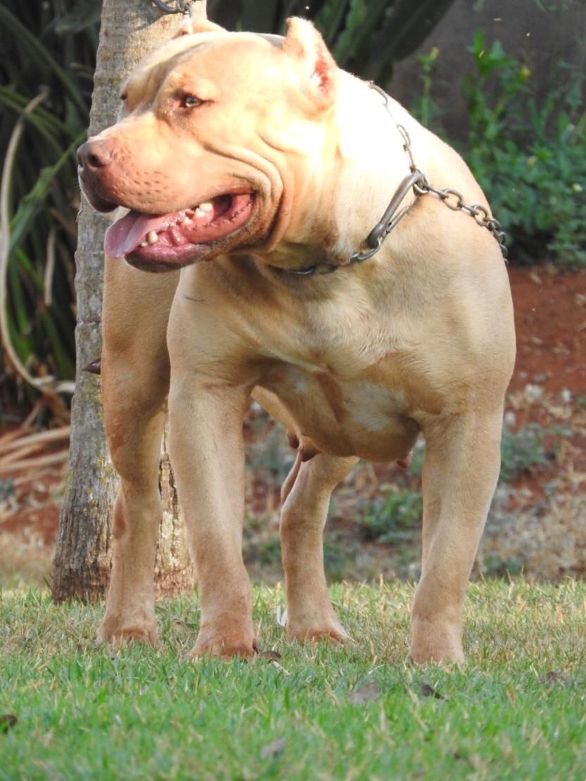 Photo of the dog