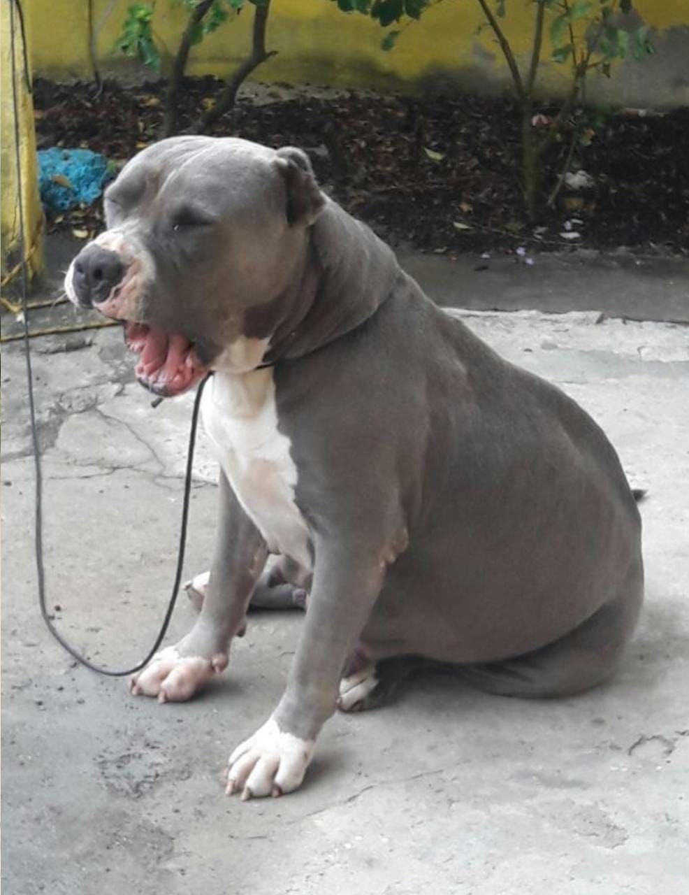 Photo of the dog