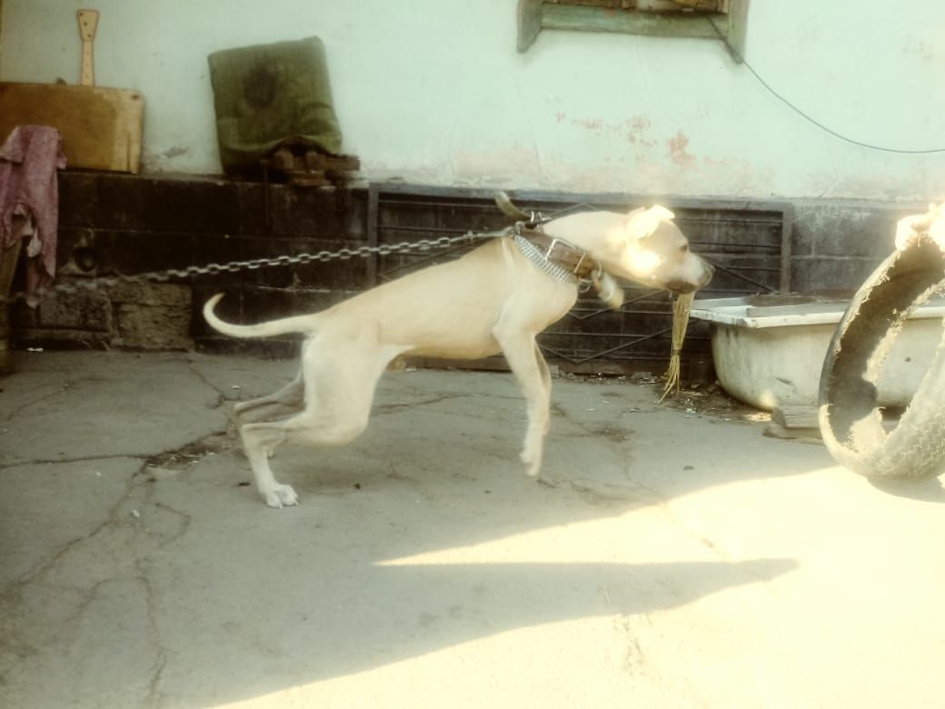 Photo of the dog
